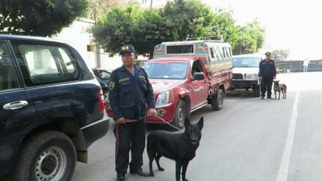 ضبط الكلاب البوليسية 350 كيلوجرام بانجو