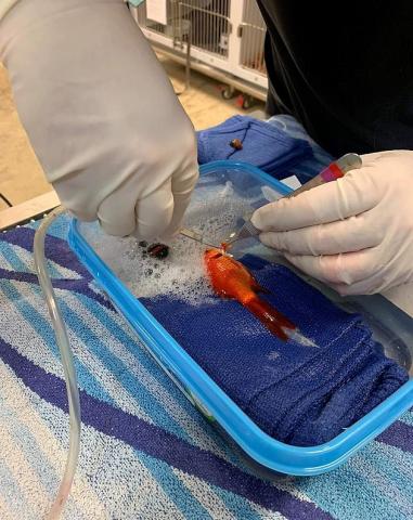 إجراء عملية جراحية لإزالة ورم ضخم من سمكة