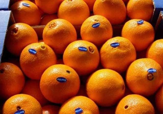 تصدير البرتقال 