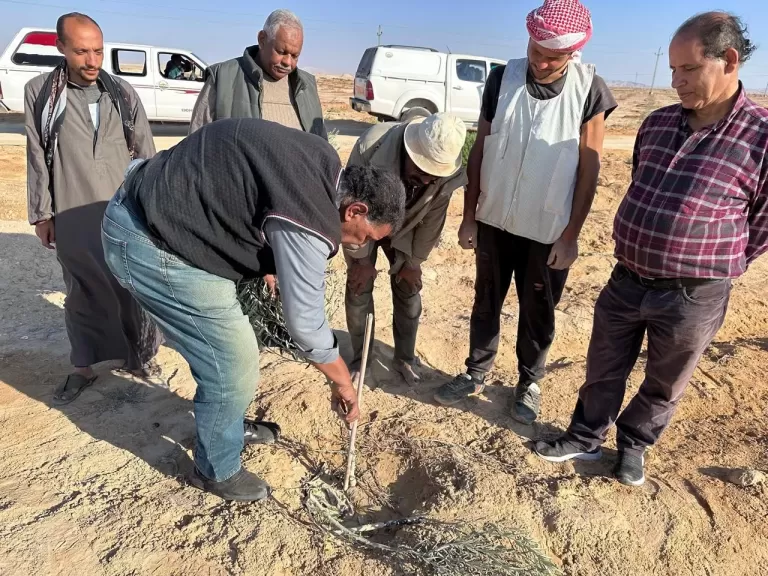 علماء  مركز الصحراء يواصلون تقديم الدعم الفنى لمزارعي التجمعات بسيناء